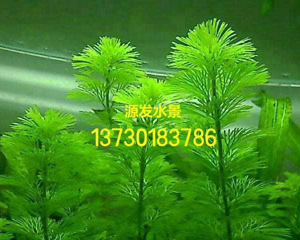 金鱼藻2