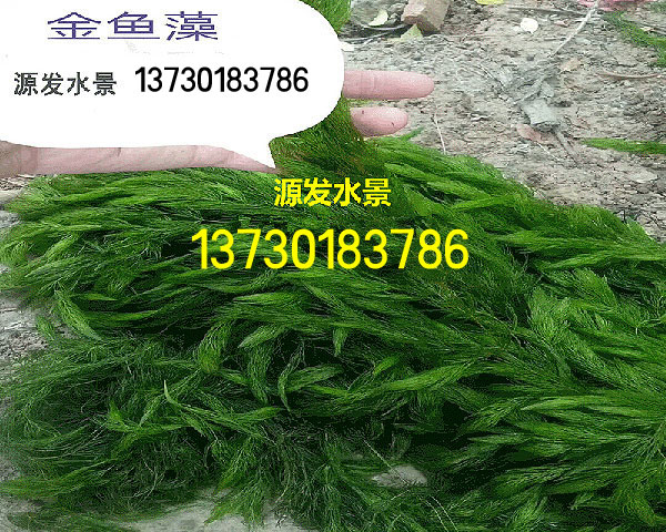 金鱼藻3